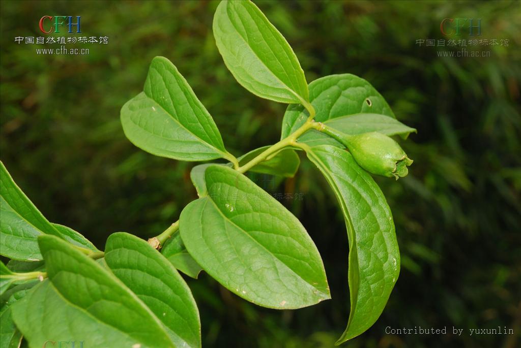 a. dc.)小乔木或灌木,高3-10米;小枝粗壮,圆柱状;芽被灰白色绢毛.
