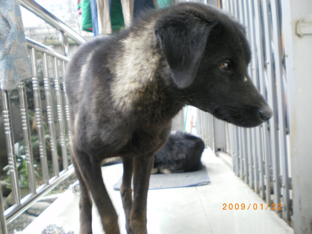  p data-id="go01ox5048">青川犬是天生的山地猎犬,当地人叫它撵 a
