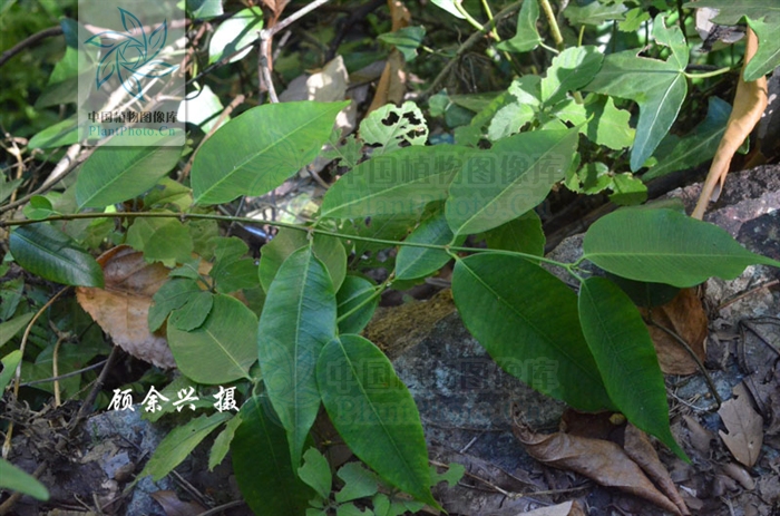  p> a target="_blank" href="/item/毛药藤">毛药藤 /a>;拉丁文名