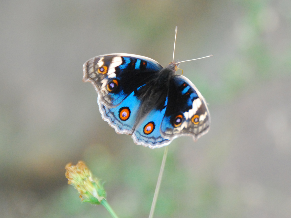  p>翠蓝眼蛱蝶(junonia orithya)是一种 a href="#" data-lemmaid="
