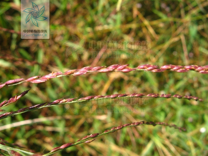  p> a href="#">毛节野古草 /a>(学名:arundinella barbinodis)是 a