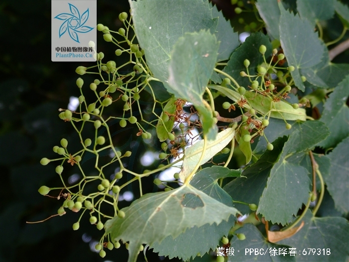 是椴树科,椴树属植物,乔木,高10米,树皮淡灰色,有不规则薄片状脱落