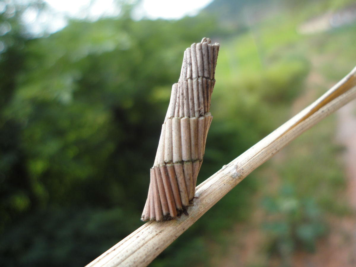  p data-id="gnwpv7q7z0">管虫又名管蠕虫,管栖蠕虫,它们上端是一片