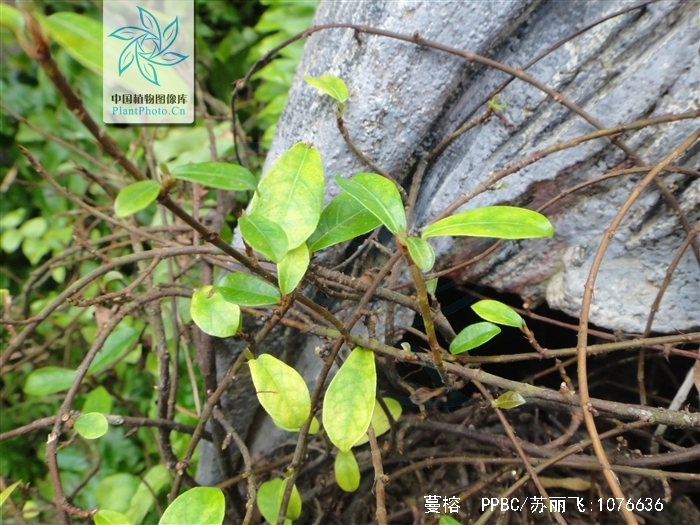  p> b>蔓榕 /b>(学名: i>ficus pedunculosa /i>)为桑科榕属的植物.