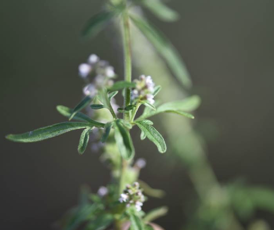 briq.)是唇形科,裂叶荆芥属植物.
