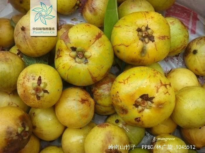 carcinia oblongifolia ghamp