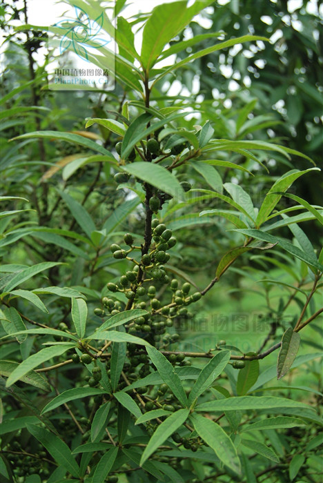  p>峨眉黄肉楠(学名:actinodaphneomeiensis(liou)allen),是 a href="