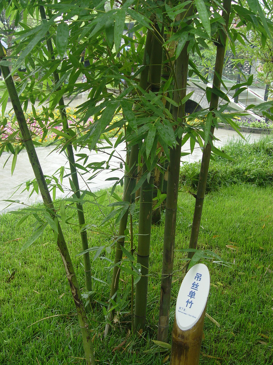  p>单竹(学名: b> i>bambusa cerosissima mccl