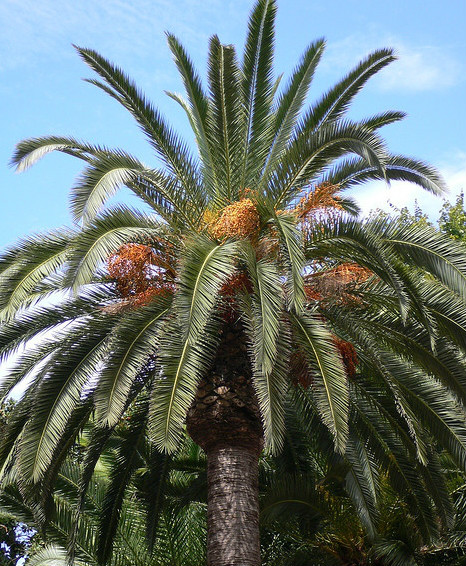  p>海枣(学名: i>phoenix dactylifera /i>  l.