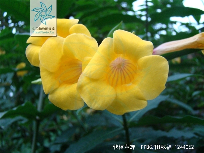 allamanda cathartica l.