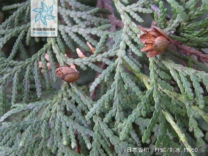 日本香柏