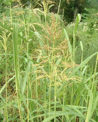 是禾本科,羊茅属多年生草本植物.