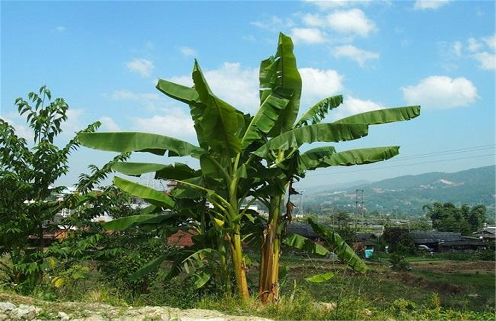  p>芭蕉树,是 a target="_blank" href="/item/芭蕉科/6764307" data