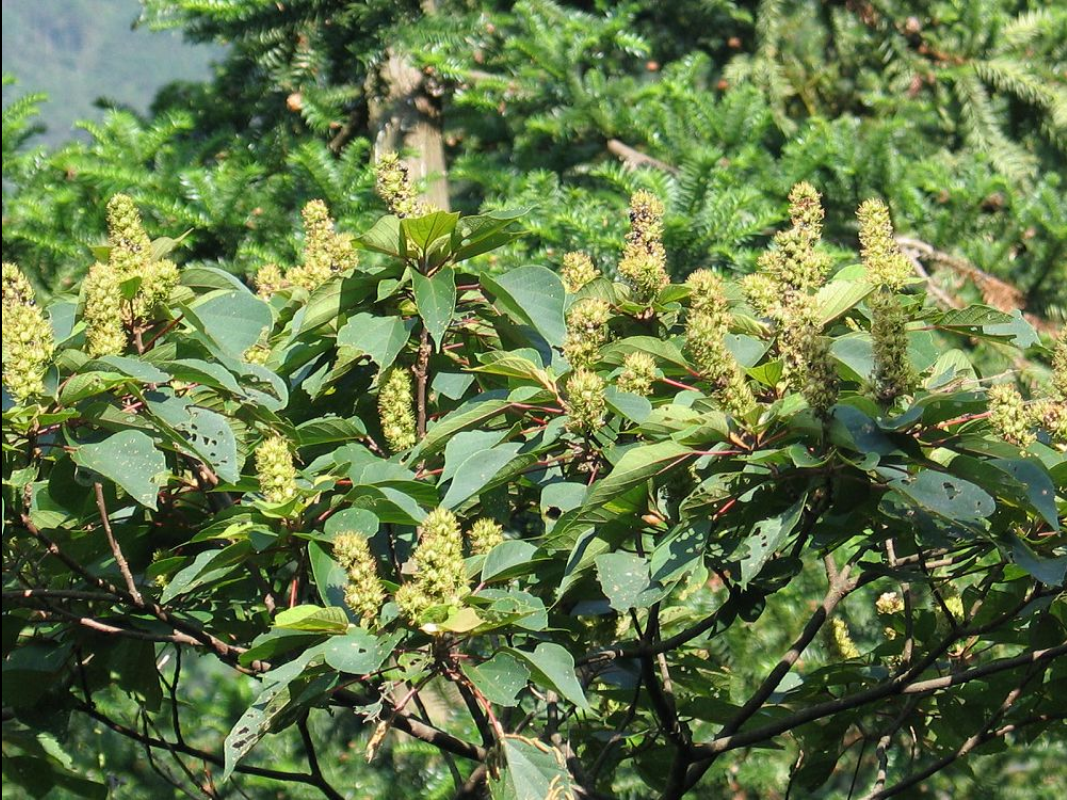 为大戟科植物野梧桐 i>mallotus japonicus /i> (thunb.) muell. arg.