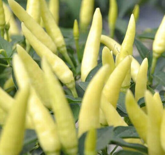 data-lemmaid="48496">辣椒 /a>,又称白椒,盐辣椒,源自湖南 a target=