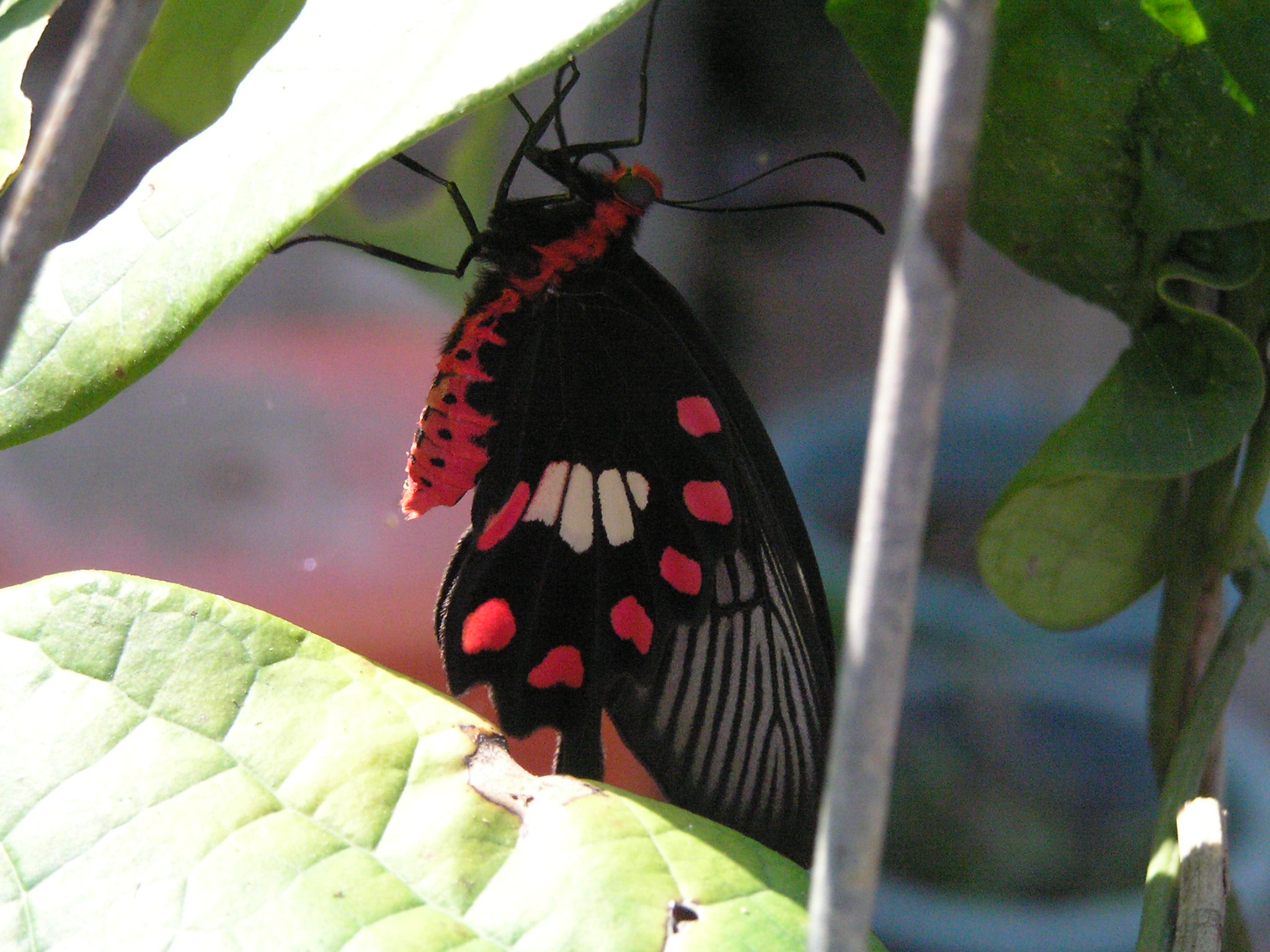  p>红珠凤蝶( i>pachliopta aristolochiae /i>&nbsp;fabricius