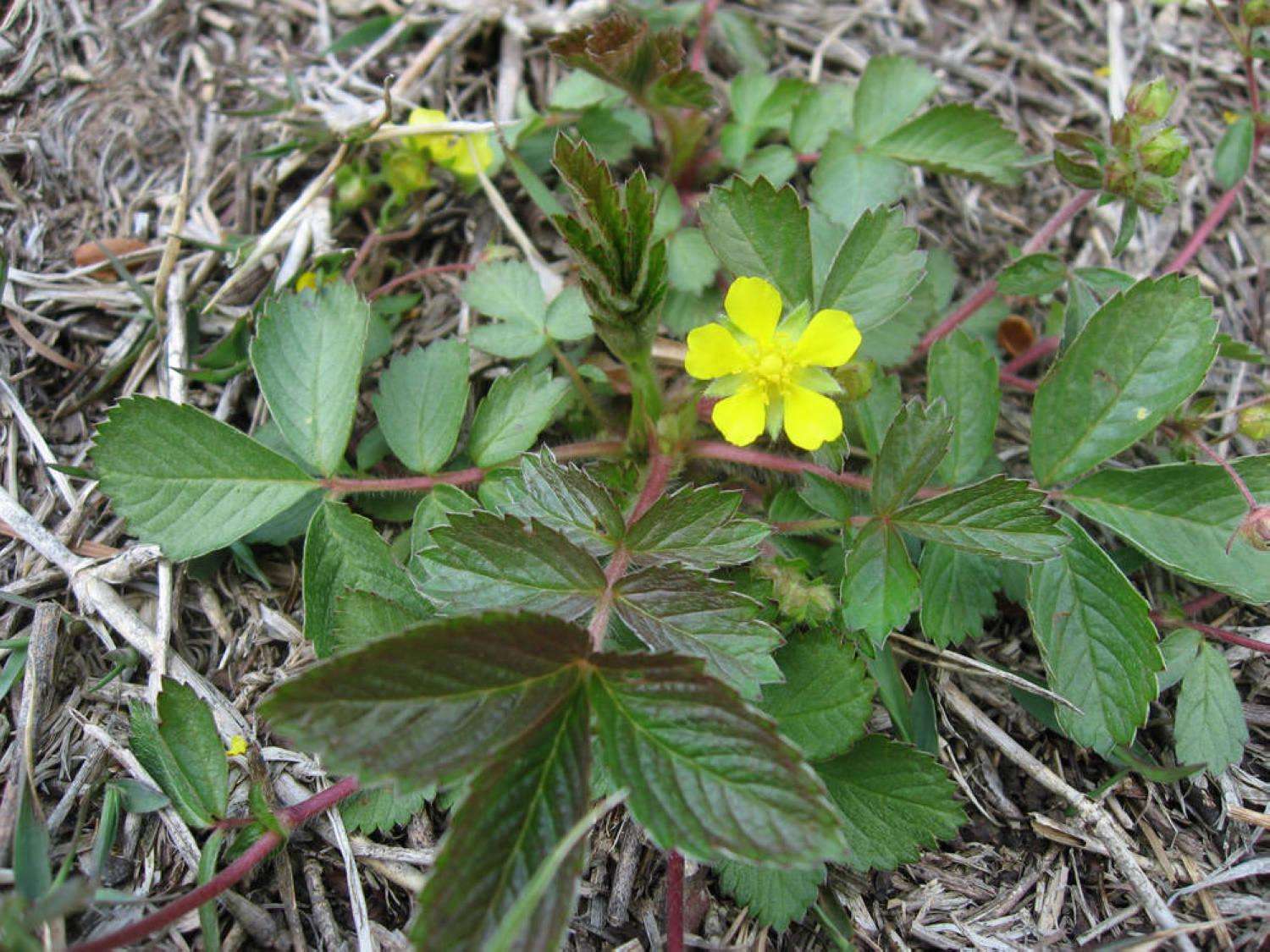  p>腺毛委陵菜(拉丁名:potentilla longifolia willd. ex schlecht.