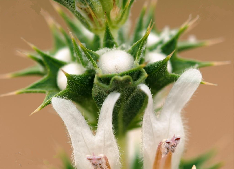 为唇形科兔唇花属植物毛节兔唇花 i>lagochilus lanatonodus /i> c.