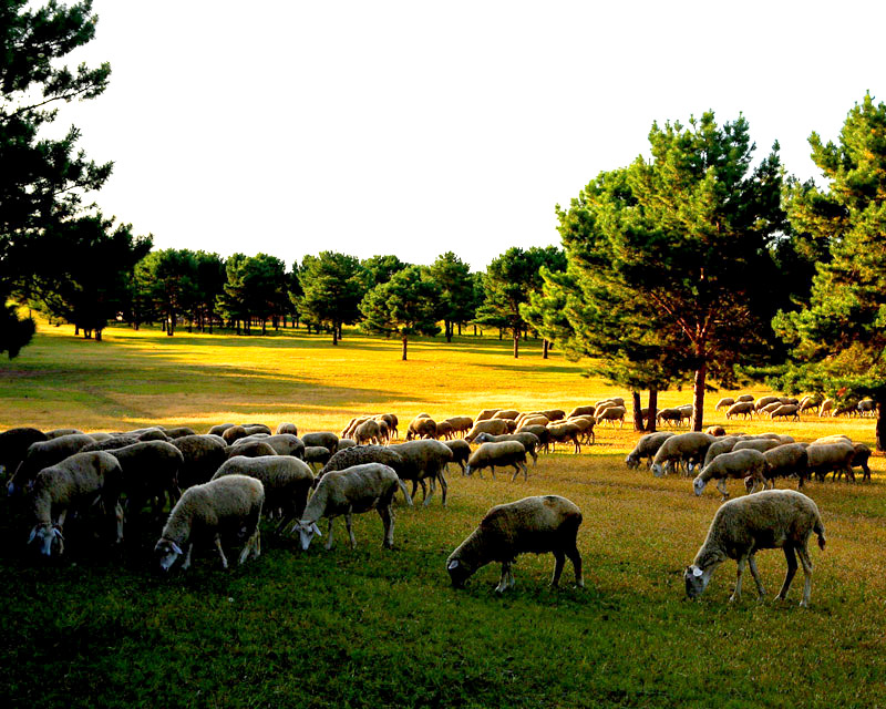 杜尔伯特蒙古族自治县