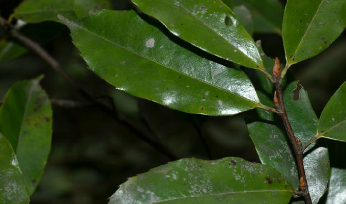 laurocerasus spinulosa