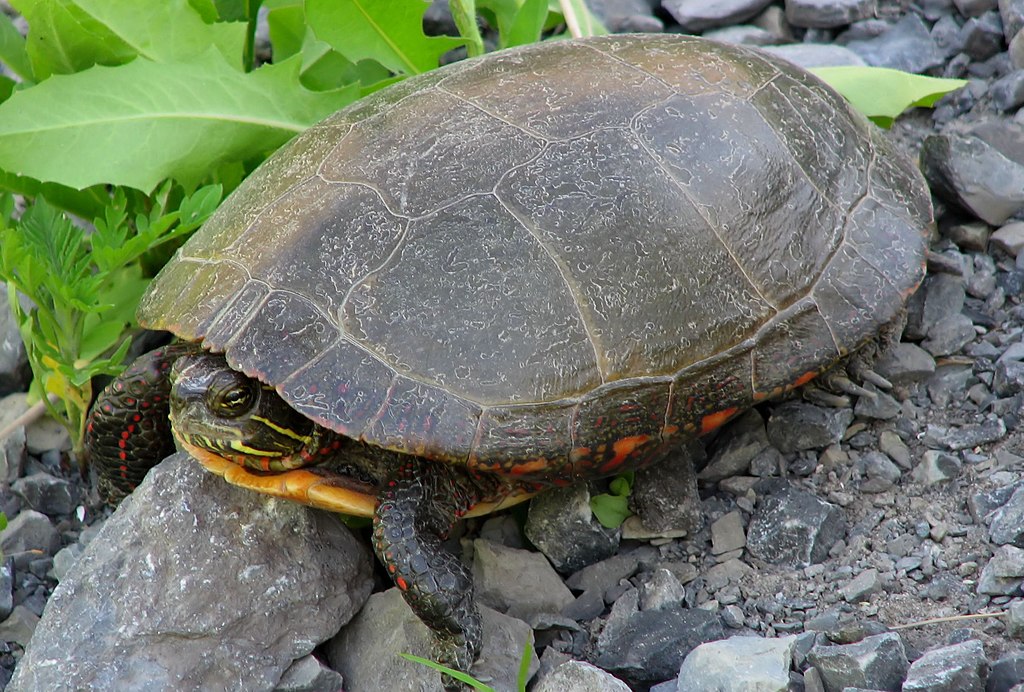  p>中部锦龟(midlandpaintedturtle,c.p.