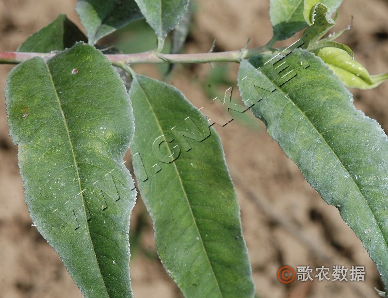  p>桃粉蚜是害虫的一种,属同翅目,蚜科.中国南北果区都有分布.