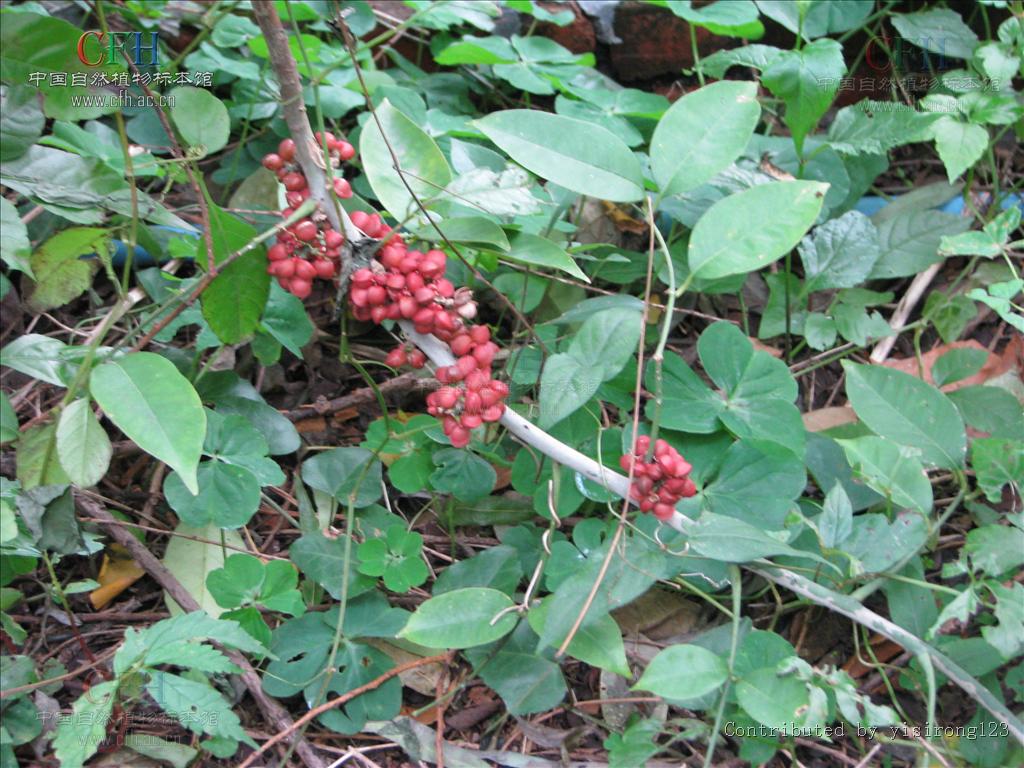 zanthoxylum dissitum hemsl.