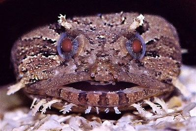  p>豹蟾鱼(oyster toadfish),学名opsanustau,分布