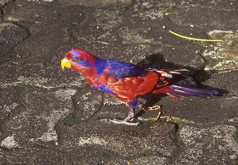  p>红蓝吸蜜鹦鹉(学名: i>eos histrio /i>)羽色鲜艳,鹦鹉鸟体为红色