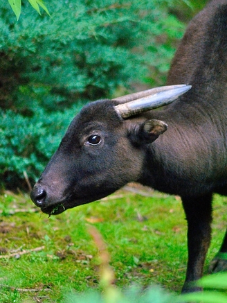  p>山地水牛(学名: i>bubalus quarlesi /i>):是偶蹄目,牛科,水牛属中