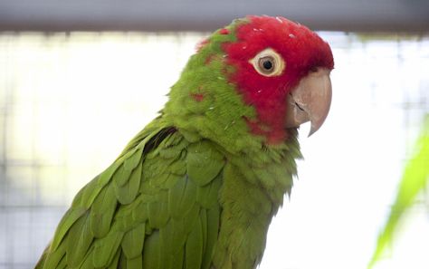  p>红面具锥尾鹦鹉(学名:aratinga erythrogenys)是典型的 a href="#"