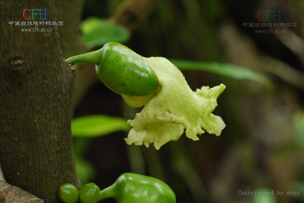  p>葫芦树属(学名: i>crescentia /i>  i>l /i>.