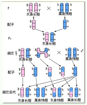 基因连锁交换定律