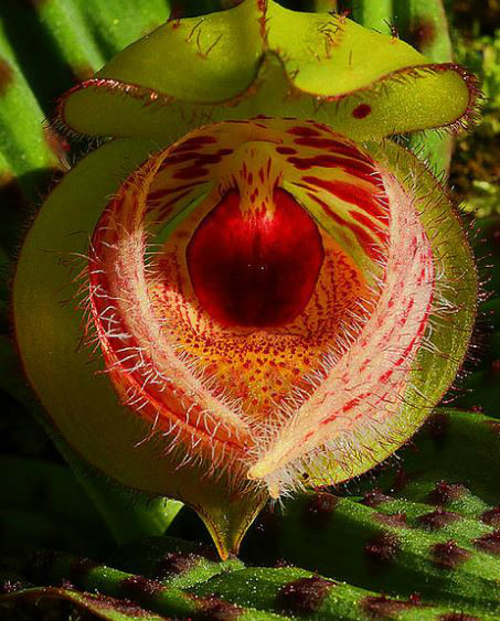  p>毛瓣杓兰(学名: i>cypripedium fargesii /i>  franch.