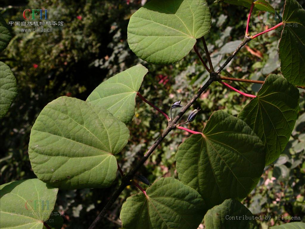 et zucc 连香树属, a target="_blank" href="/item/连香树科