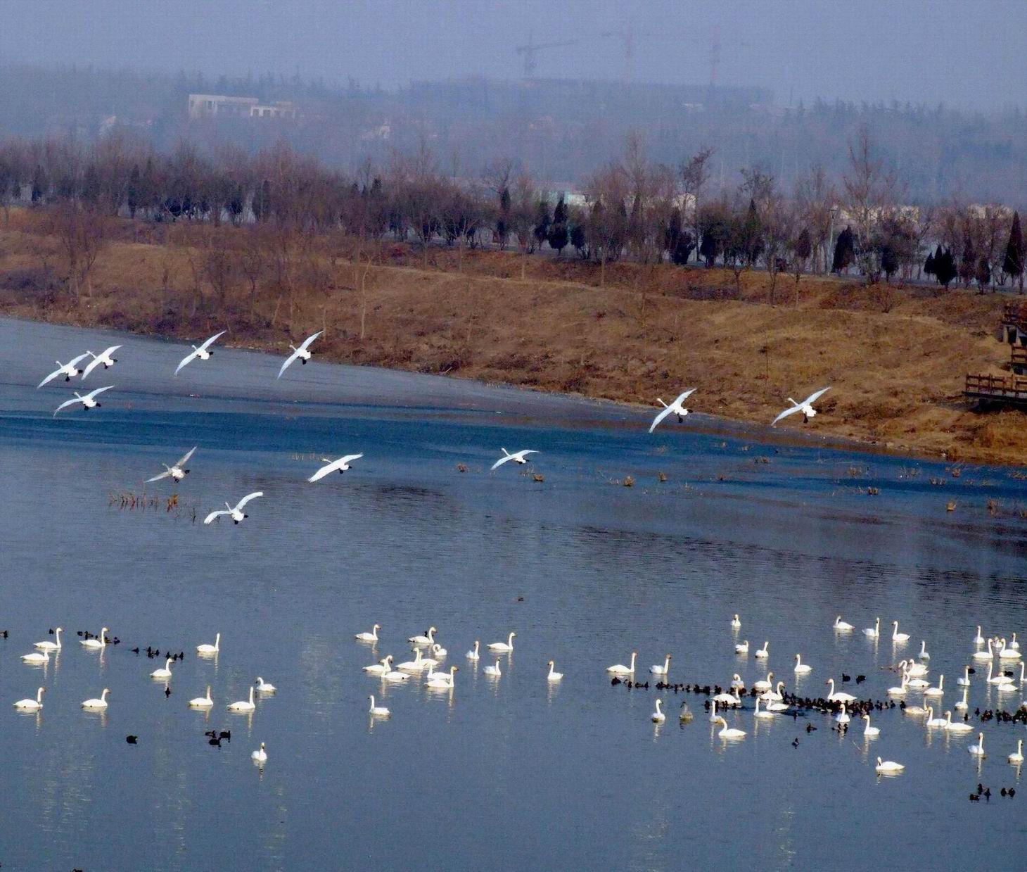 data-lemmaid="5638783">天鹅湖国家城市湿地公园 /a>,位于河南省 a