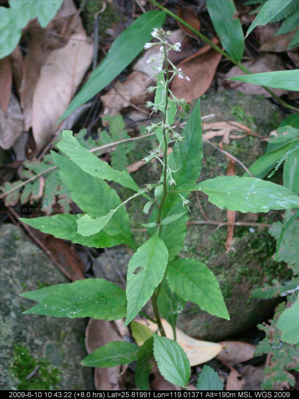  p> b>北延叶珍珠菜 /b>(学名: i>lysimachia silvestrii /i>)为 a