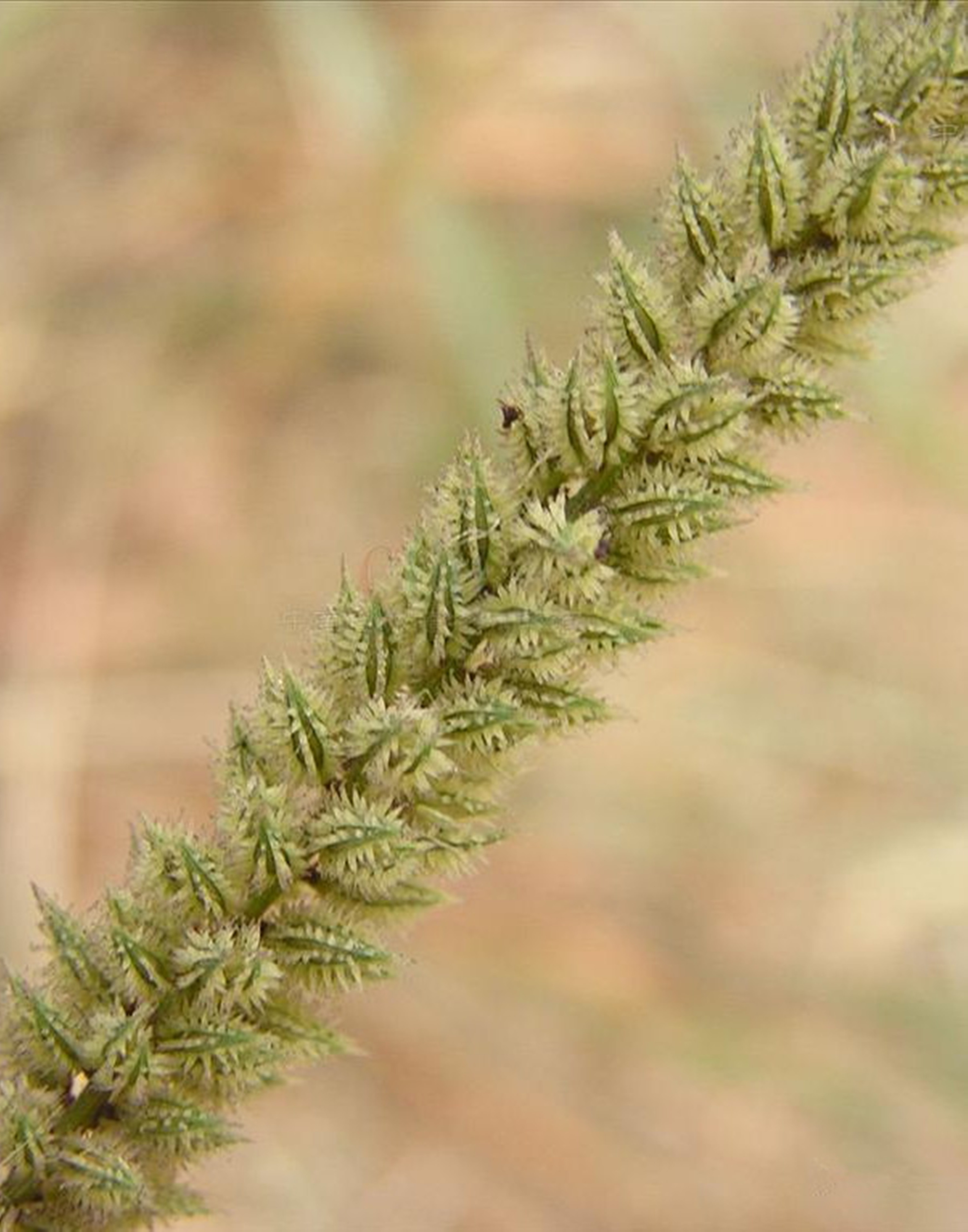  p>锋芒草(学名: b>tragus /b>&nbsp; b>mongolorum /b>&nbsp