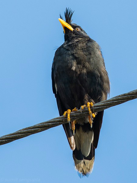  p>林八哥(学名: i>acridotheres grandis /i>)