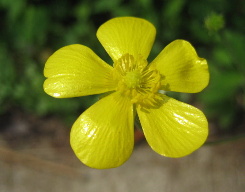  p>黄毛茛(学名:ranunculus laetus wall.