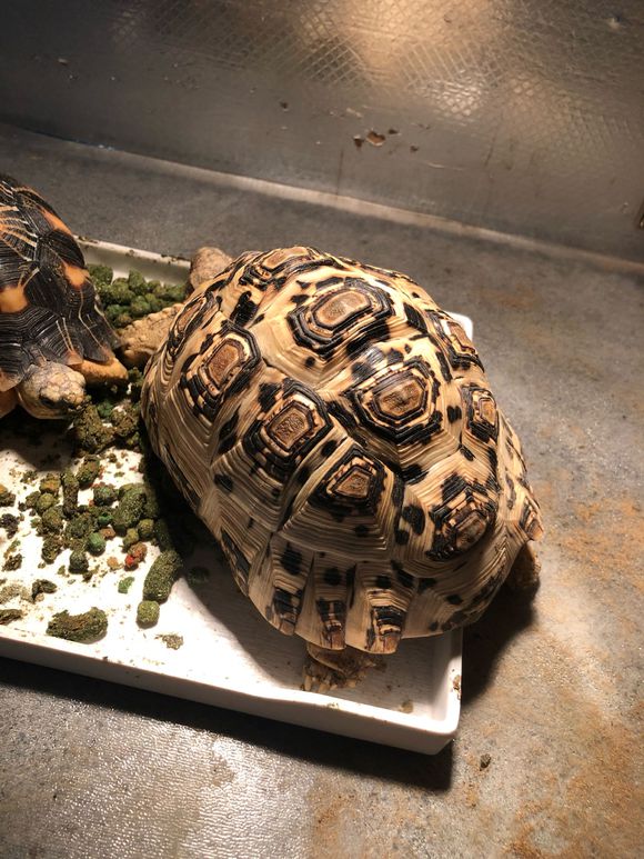 纳米比亚豹纹陆龟