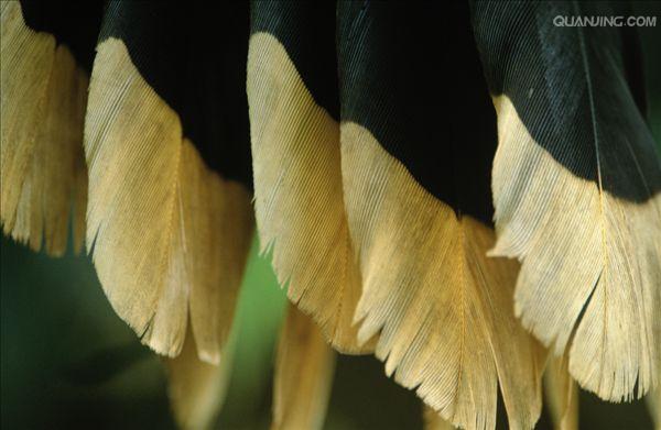  p>麝雉(学名: i>opisthocomus hoazin /i>):体长约65厘米,体重不及1