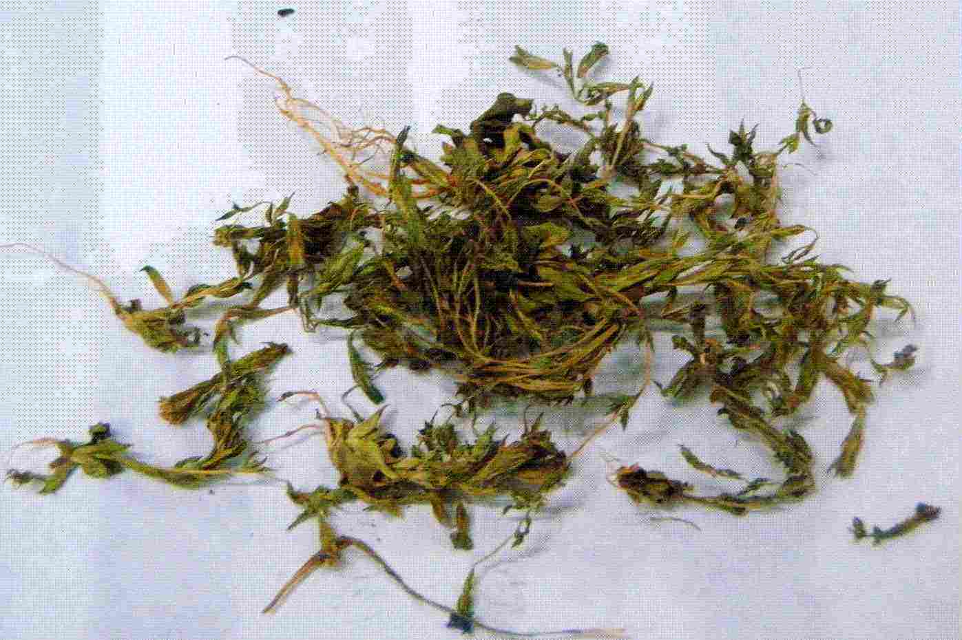  p>丛毛羊胡子草(学名:eriophorum comosum,wall.