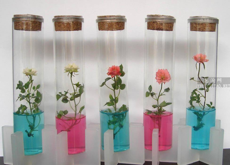  p>"试管植物"是植物繁殖技术史上的一个创举,它是在"组织培养"的基础