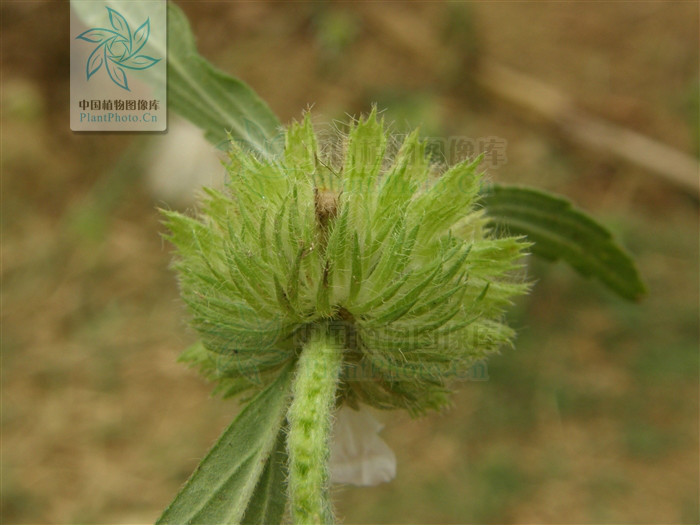 产广东及广西;为一杂草,生于田地,空旷潮湿地或沙质草地上,海拔约100