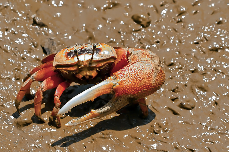  p>巨招潮蟹(学名:uca major)是一种是属于 a href="#" data-lemmaid=