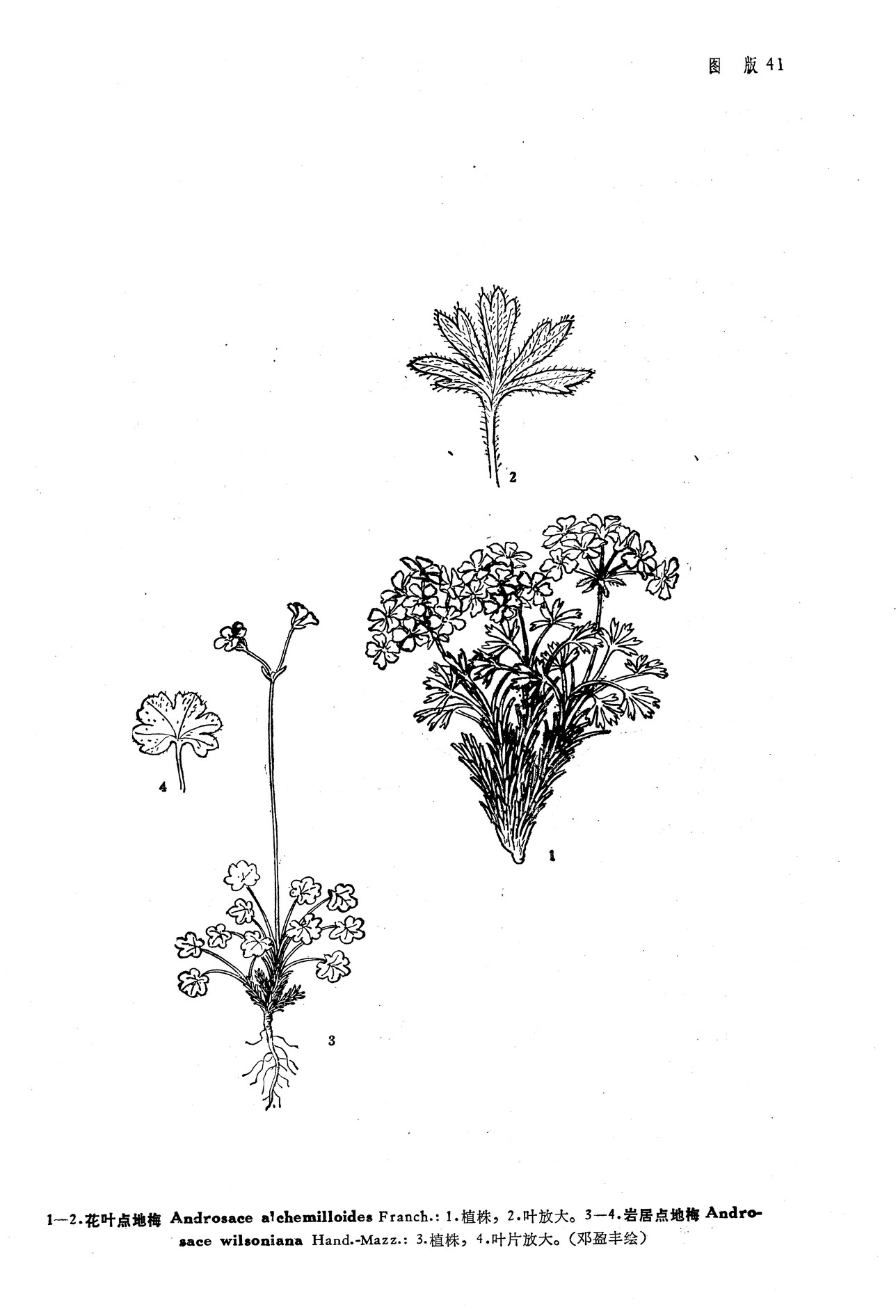  p>岩居点地梅(学名:androsace wilsoniana)为 a target="_blank"