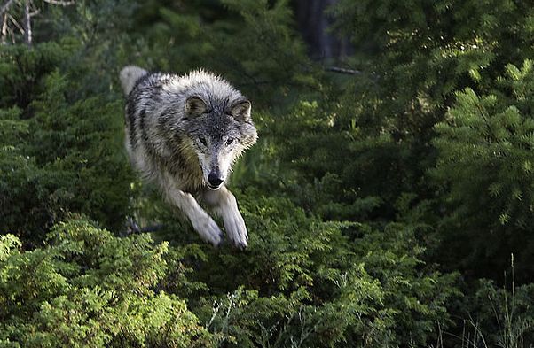  p>苔原狼 i>(学名:canis lupus albus) /i>是灰狼的一个亚种,属于