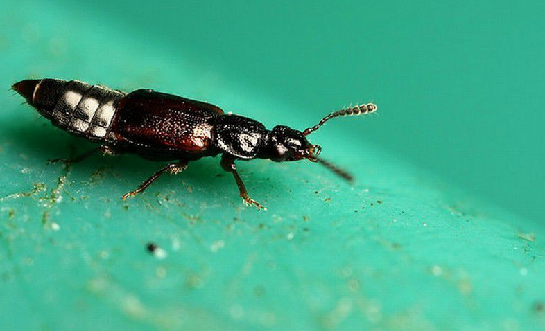  p>隐翅虫(rove beetle),又被称为" a target="_blank" href="/item