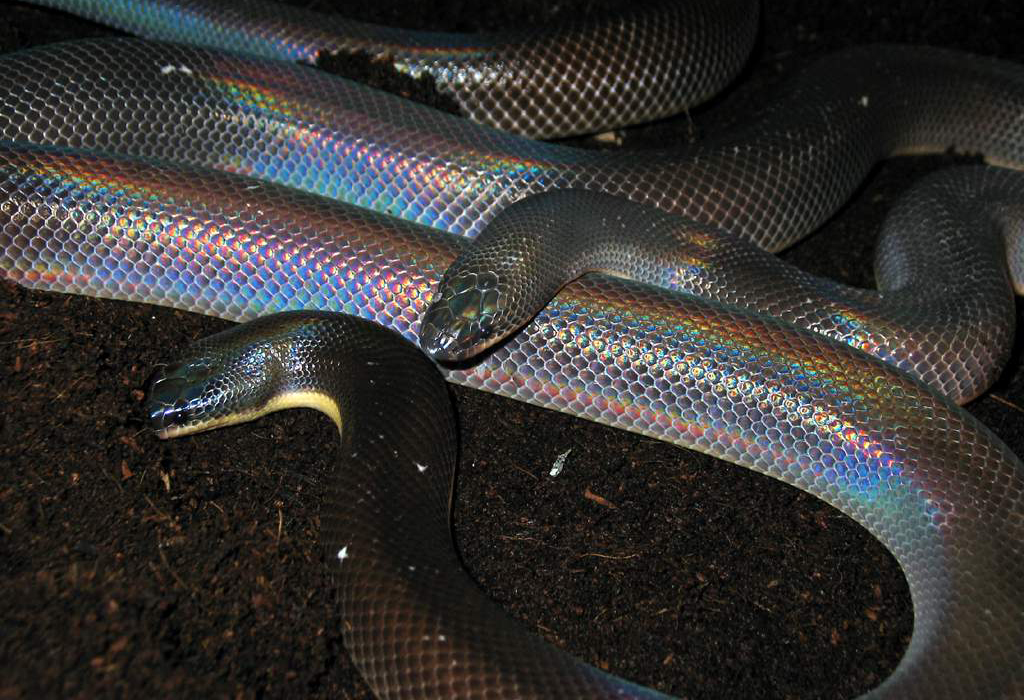  p>闪鳞蛇( i>xenopeltis unicolor reinwardt /i>)是 a href="#"